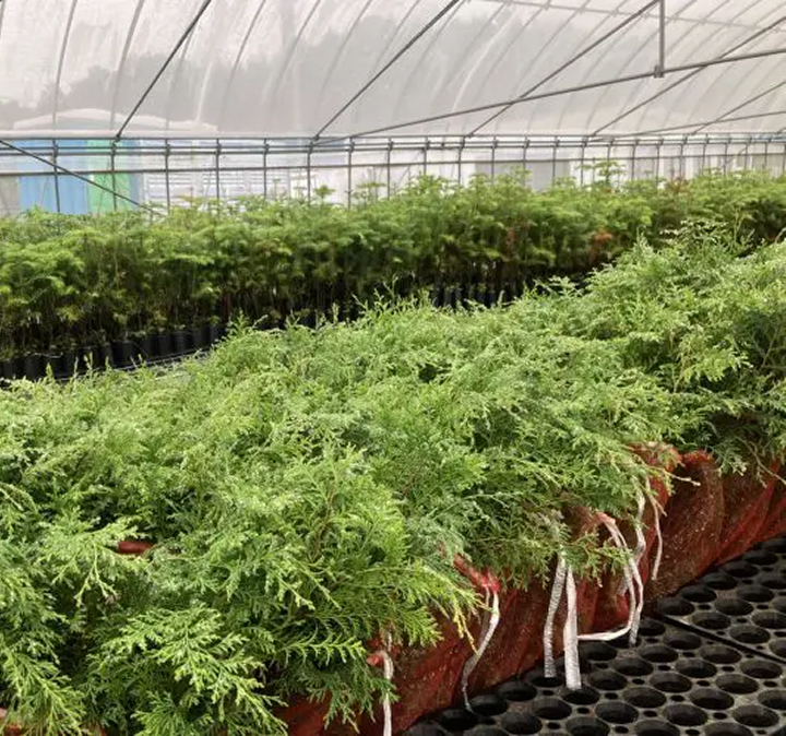 植樹事業